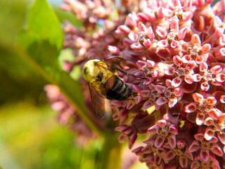 Brown-belted bumblebee on pink flower plant