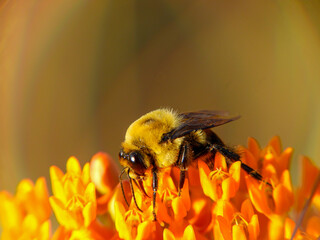 Brown-belted bumblebee on orange flower