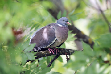 European columba palambus sit alone agains greeny natural background summertime