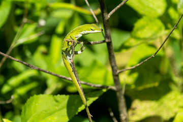 annoyed lizard