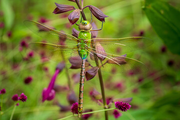 Dragonfly on purple flower