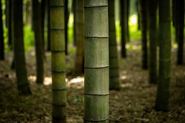 Green beautiful bamboo background