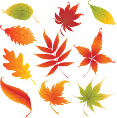 set of autumn leaves vector icon, leaf, autumn, leaves, maple, nature, fall, vector, tree, season, plant, set, illustration, pattern, yellow, orange, design, seamless, oak, foliage, art, color, red