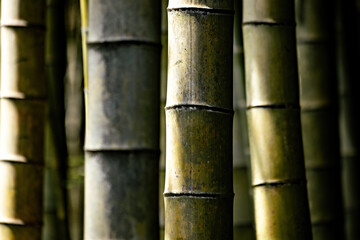Green beautiful bamboo background