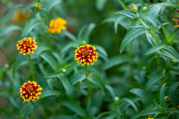 Red and Yellow Zinnia blooms growing in a flower garden 