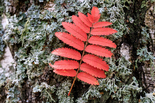 red rowan leaf close-up, gray lichen background