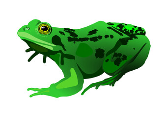 rana verde, manchas, anfibio, rana, moteada, sapo anifibio, rana americana, vector