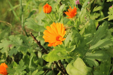 argyranthemum yellow flower macro photo