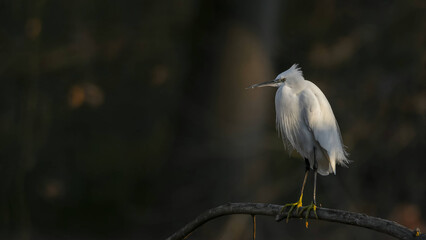White heron on branch, yellow talons