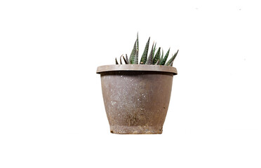 Haworthia succulent houseplant in flower pot isolated on white