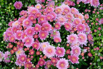 Light pink salmon chrysanthemums bloom on a flowerbed in a park close-up. autumn chrysanthemum flowers in the garden background. Beautiful bright autumn flowers top view.