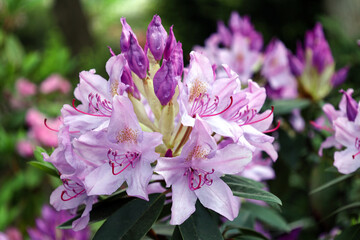 Pacific rhododendron (Rhododendron macrophyllum), blooming time at the rhododendron park.  Rhododendron flower heads in full bloom. Large lilac flowers close up