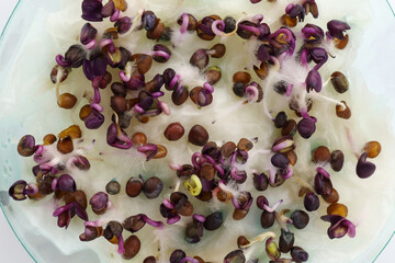 Sprouted radish seeds top view. Growing microgreens in a plastic container on a napkin. Radish seeds for microgreens. Germination of vegetable seeds.  Vegetable and microgreen. home greens grown.