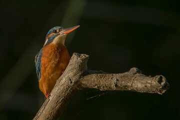 kingfisher on branch wildlife nature concept