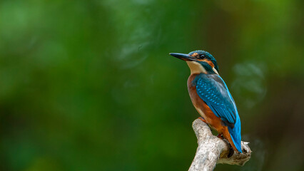 kingfisher on the branch nature wild concept