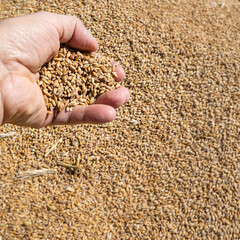 Landwirt pr&uuml;ft die Getreidek&ouml;rner, er h&auml;lt sie in seiner Hand.