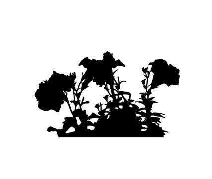 black petunia flowers silhouette on white clip art preview