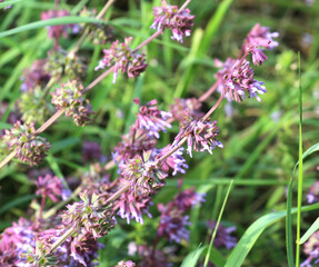 In nature, the blooms Salvia verticillata