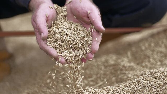 hands of a young farmer get up and mingle in extreme slow motion a bit of cereals, barley, spelled , corn to control the wheat quality. feed and bio concept . connection, slow motion