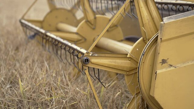 Rotationg reel of combine harvester harvests ripe wheat. Concept of a rich harvest. Agriculture image