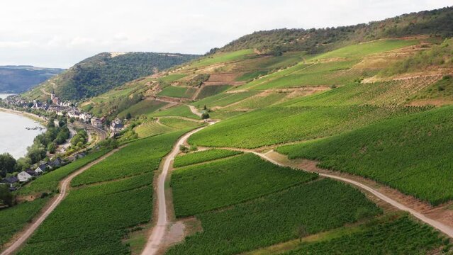 vineyards of the famous german rheingau countryside 4k 30fps video