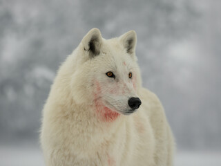 Obraz premium portrait of a white wolf on a gray background