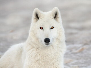 portrait of a white wolf on a gray background