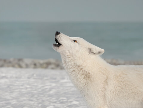howling white polar wolf on the background of the lake