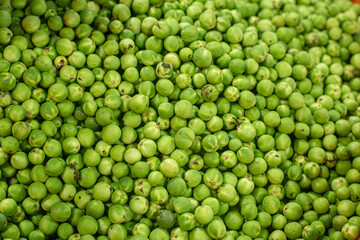Turkey berry