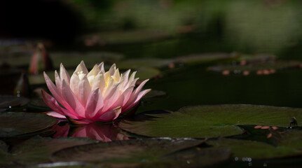A soft pink water lily floats on a pond. Green lily pads grow around it. It's dark, only the blossom shines in the light.