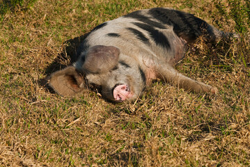 Life in the countryside, among the pastures, araucarias, pigs, cows, chickens and plantations
