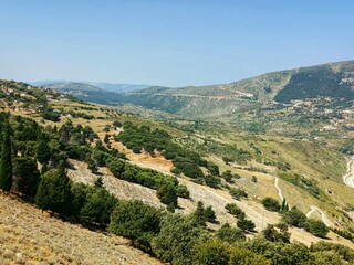 view of the vineyards in the morning