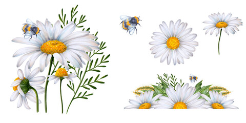 Set of watercolor floral banners, composition of wildflowers and plants drawn on white background. White daisies, green leaves, bumblebee, ears of wheat. To decorate your design, corporate identity, l