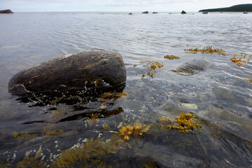 Northern seascape. Tersky coast of the White Sea. Murmansk region, Russia. The White Sea coast in Karelia in summer. Low tide. Seaweed.