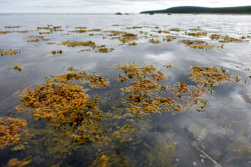 Northern seascape. Tersky coast of the White Sea. Murmansk region, Russia. The White Sea coast in Karelia in summer. Low tide. Seaweed.