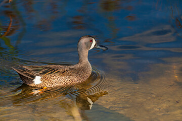 Male Blue-Winged Teal swimming in evening light