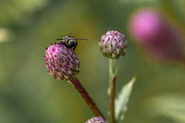 pupa muchy na kwiatku