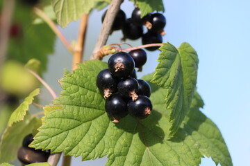 Sweden. The blackcurrant (Ribes nigrum), also known as black currant or cassis, is a deciduous...