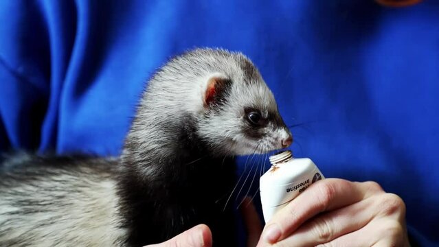 Domestic ferret eating liquid food