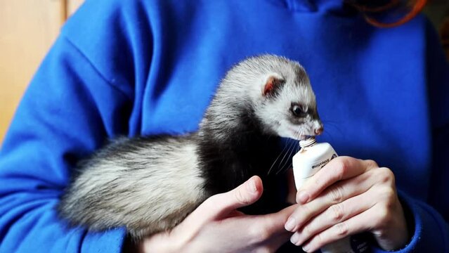 Domestic ferret eating liquid food