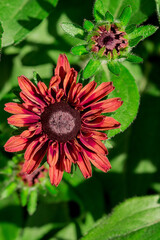 A selective focus shot of blooming Common sneezeweeds