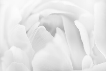 Flower petals close up, soft petals of beautiful rose or tulip close up, nature background black...