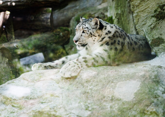close up of a leopard