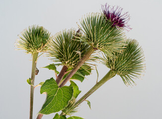 closeup of a green greater burdock with a purple bloom on a lite gray background