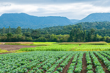 Planting vegetables in fertile lands in the Santa Catarina mountains
