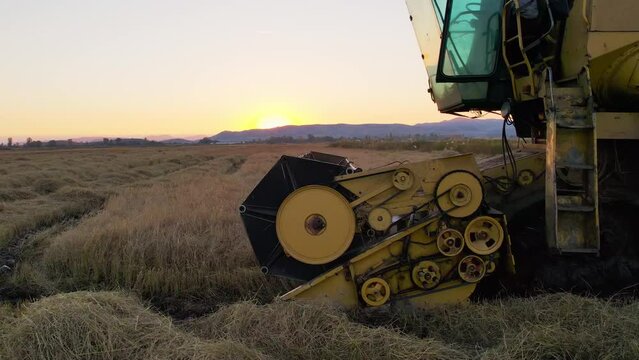 Aerial view of Combine harvester agriculture machine harvesting golden wheat field.