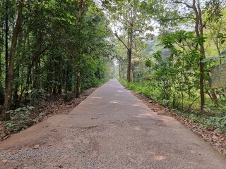 footpath in the park