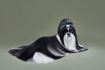 Beautiful black and white Shih Tzu dog