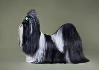 Black and white Shih Tzu dog