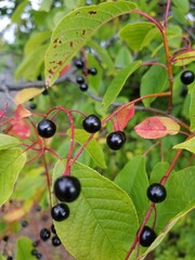 berries of a blackberry